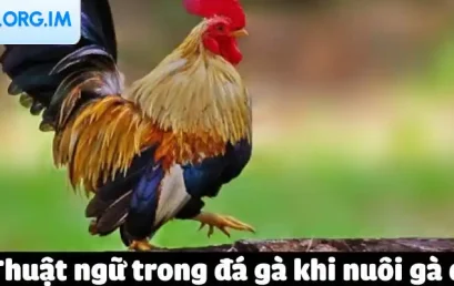 Thuật Ngữ Đá Gà Phổ Biến: Hành Trang Cho Người Mới Bắt Đầu